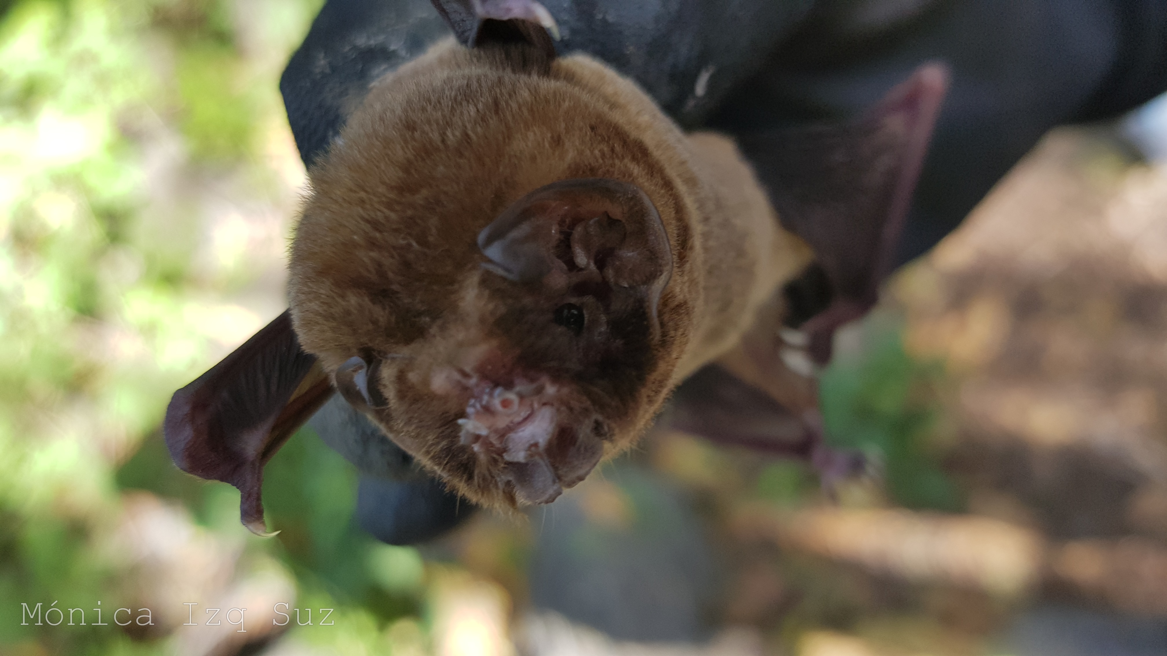 Murciélago insectivoro Mormoops megalophylla